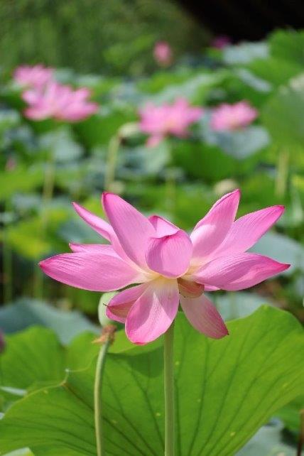 王慧文声援西贝：有没有人要组局买下来 才不管是不是预制菜